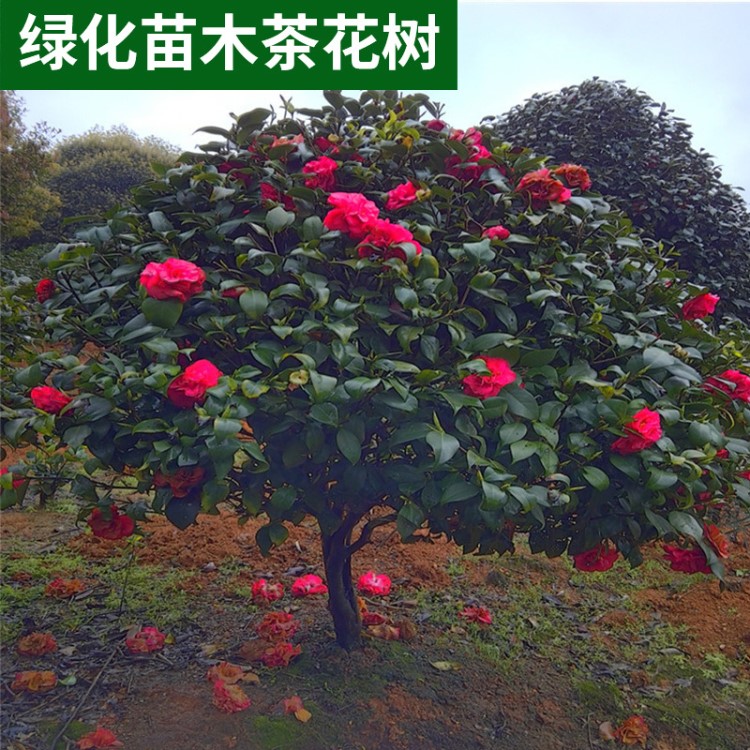 茶花批發(fā)工程綠化苗木茶花樹(shù) 40-60-80-100-120-150-200茶花球