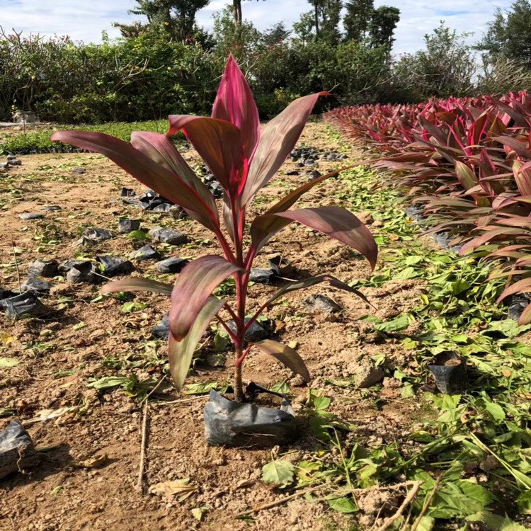 基地直銷朱蕉 亮葉朱蕉 園林庭院道路綠化植物 觀賞強 多規(guī)格供應