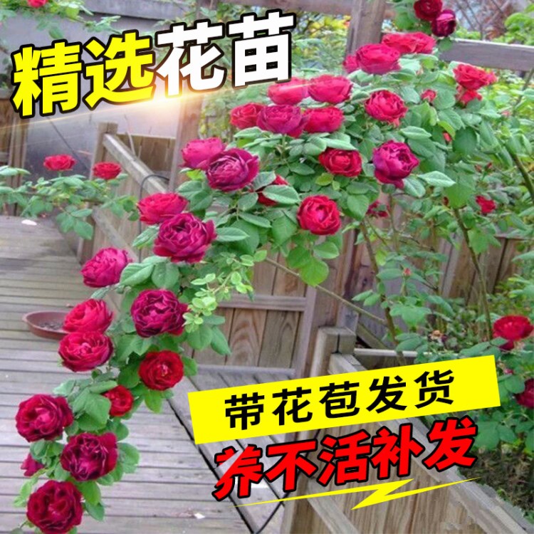 花種籽子室外爬藤適合院子植物四季花苗庭院綠植開花戶外陽臺包郵