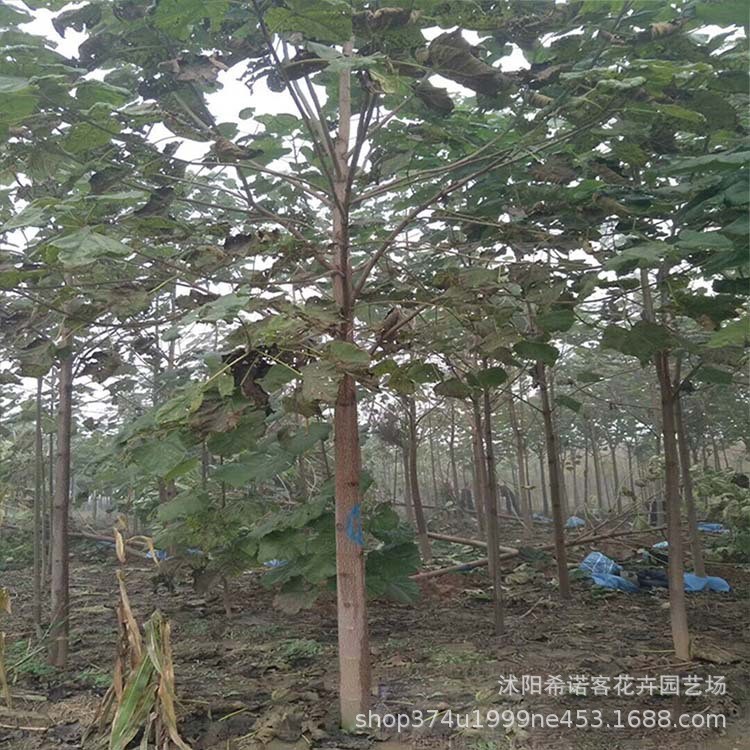 基地直销 2-15公分紫花泡桐树苗 绿化工程乔木白花泡桐树量大从优