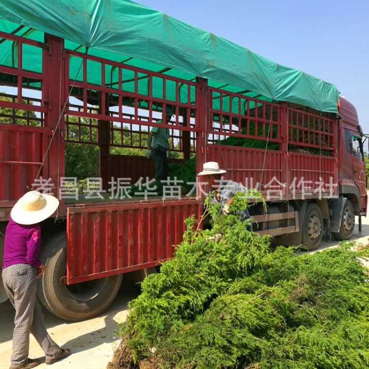 振華苗圃基地現(xiàn)貨批發(fā)望都塔儈柏樹 河南快柏樹 現(xiàn)挖現(xiàn)賣