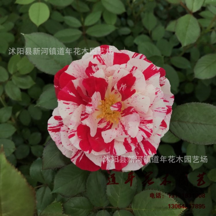 歐月 節日禮花月季 經典藤本月季 抓破美人臉 玫瑰 薔薇花苗