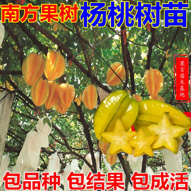 基地批發(fā)楊桃苗 楊桃樹苗 臺灣四季紅 楊桃樹 苗果樹盆栽當(dāng)年結(jié)果