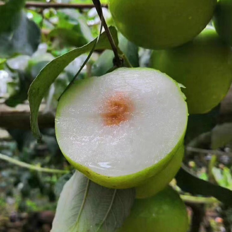 台湾贵妃牛奶枣 大青枣 现摘现发 新鲜孕妇水果蜜枣子 5斤装包邮