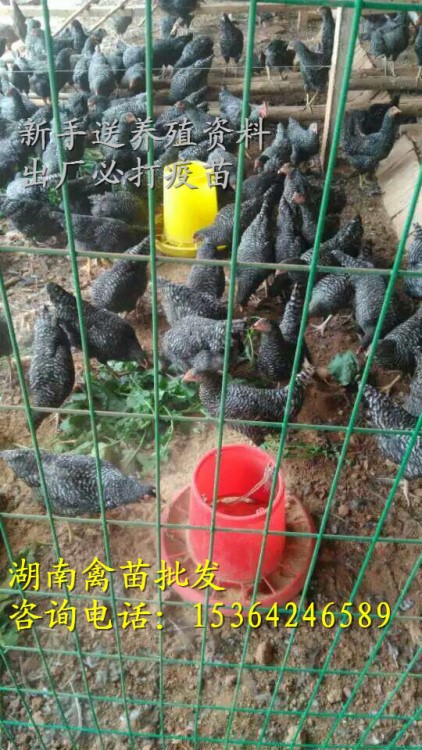 廠家直銷蘆花雞苗批發(fā) 瘦肉型黑蘆花雞 皮薄、肉實(shí)的珍禽野味