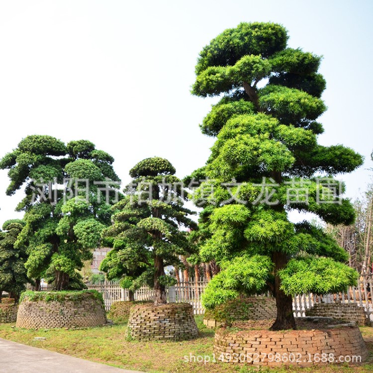 基地出售園林風(fēng)景樹 異形羅漢松大小規(guī)格 新穎歡迎實(shí)地看樹