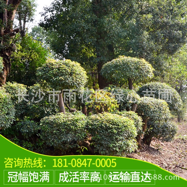 香樟苗圃苗圃基地供应 香樟桩景 规格1.5米高 湖南香樟