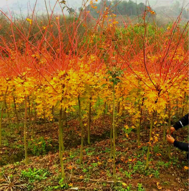 出售嫁接日本紅楓橙之夢(mèng) 又名黃金楓 彩色葉紅楓落葉喬木