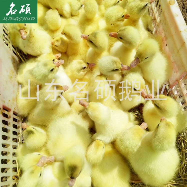 鵝的養殖成本低，關鍵要掌握養殖技巧，預防疾病、投資小回報大