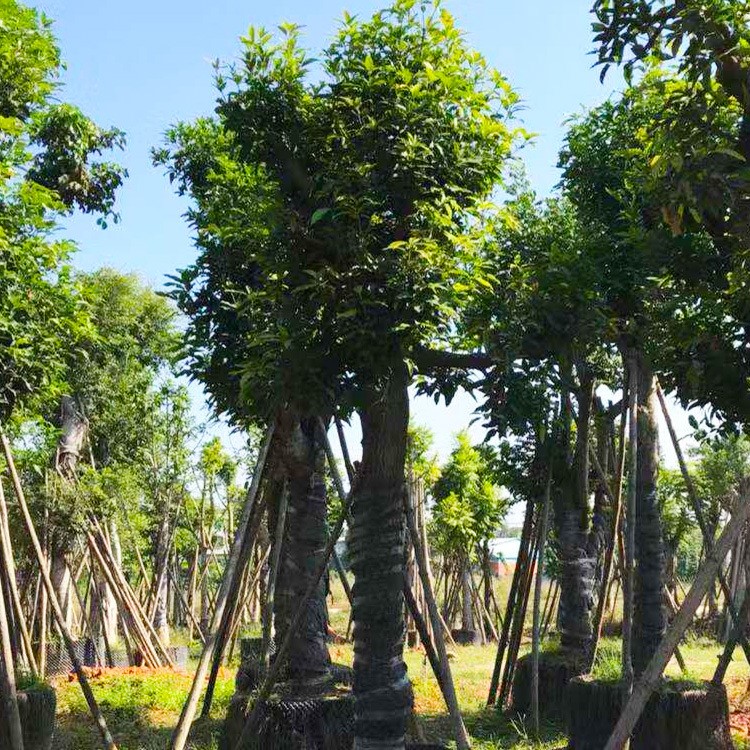 漳州芒果树价格 广西芒果树报价南宁芒果树种植基地四川芒果树苗