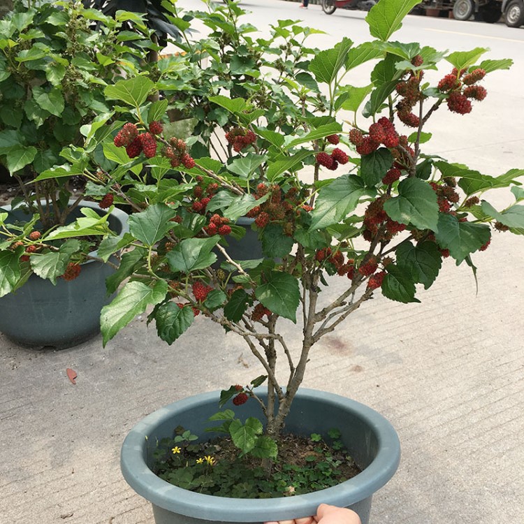 桑葚果樹(shù)四季常青可結(jié)果帶果發(fā)貨桑樹(shù)盆栽庭院綠化果樹(shù)好養(yǎng)植物