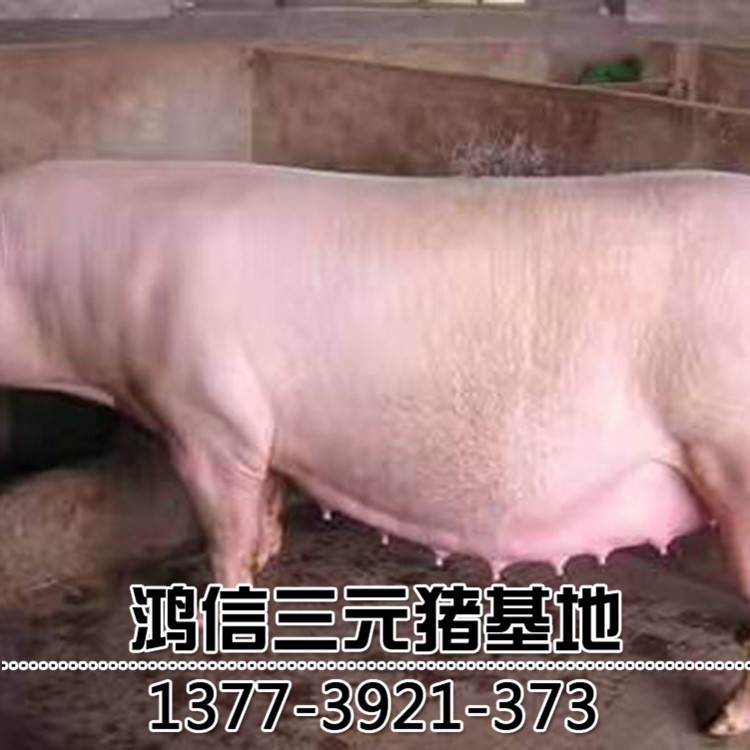 新美系二元母豬大約克母豬 大白種豬江蘇種豬場