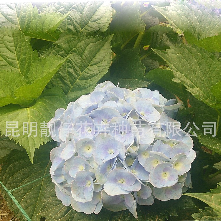 繡球花種苗 無(wú)盡夏花苗批發(fā) 種苗綠植美化 庭院盆栽易成活