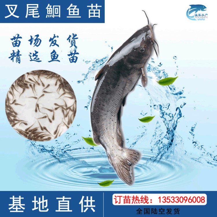 廣州 魚苗活體 叉尾鮰魚苗 斑點叉尾魚苗 淡水斑點叉尾鮰 批發(fā)