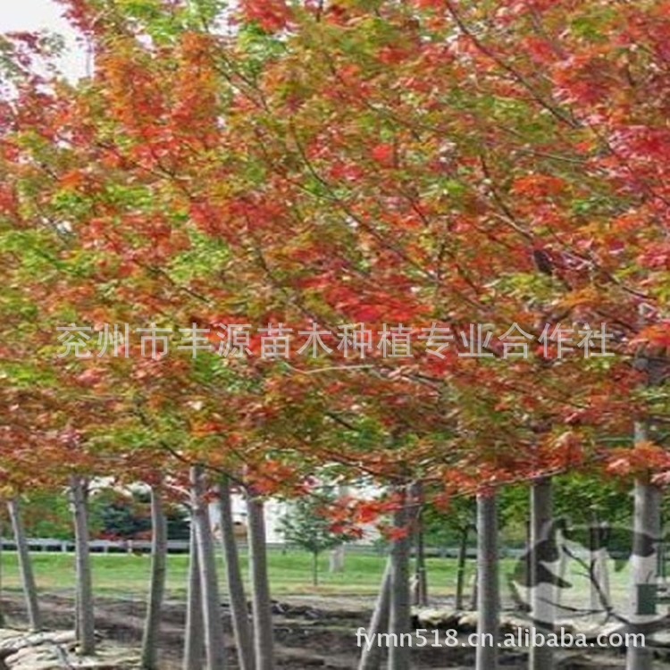 供應(yīng)園林植物 紅楓 紅楓樹 日本紅楓 美國紅楓秋火焰小苗