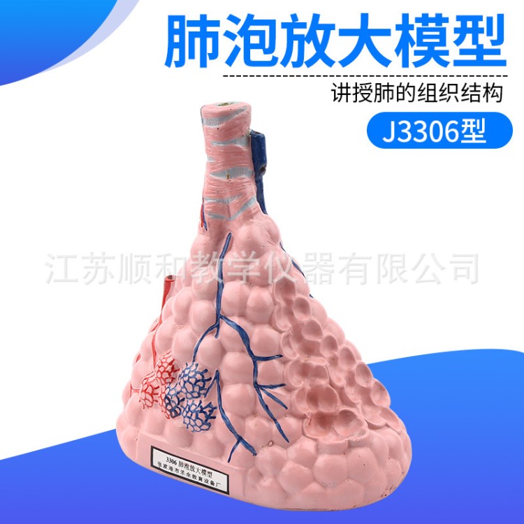J3306型 肺泡放大模型 呼吸系統 人體肺解剖模型 生物教學模型