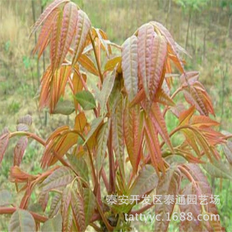 香椿苗培育基地 大量出售红油香椿 大棚露天种植食用椿芽