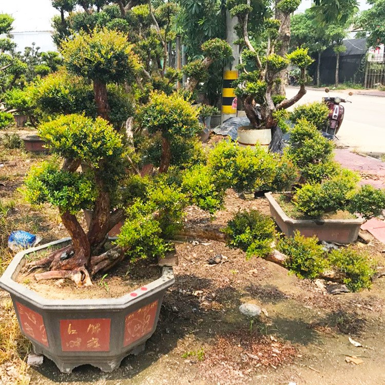 精品大型古樁造型盆景 小葉赤楠樹樁盆景 別墅庭院種植下山樁