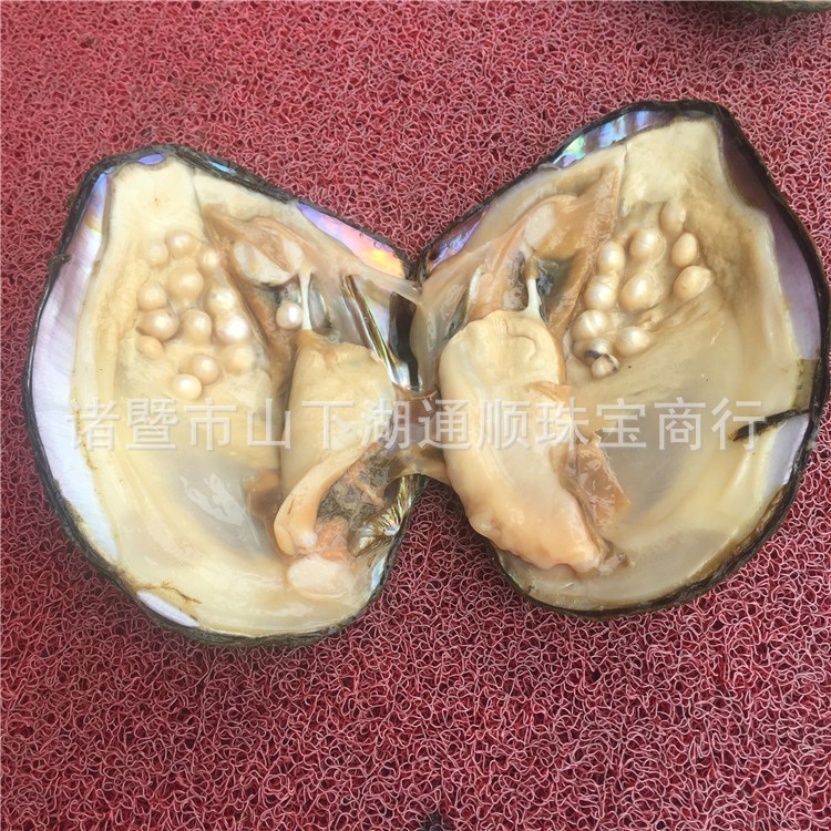 淡水珍珠蚌 活蚌 河蚌批發(fā) 山下湖產(chǎn)地直銷珍珠貝 大蚌批發(fā)