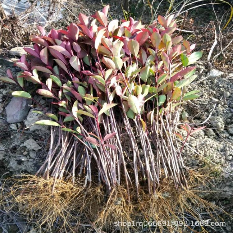 紅葉石楠四季常青綠化苗木 樹苗庭院園林綠化景觀苗石楠籬笆苗