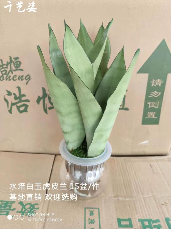 廣州批發(fā) 綠植盆栽 盆栽花卉 水培植物 水培白玉虎皮蘭