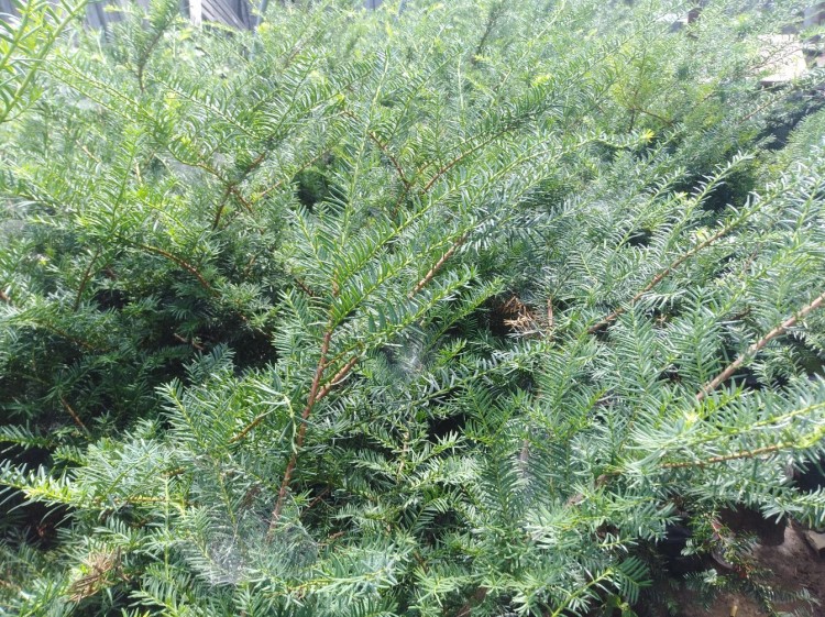 東北5年紅豆杉