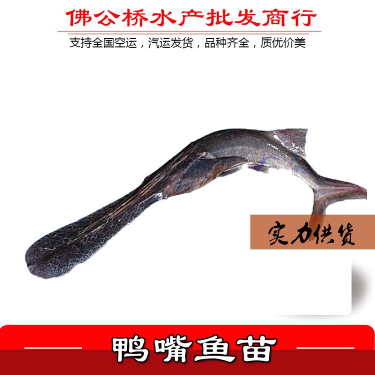 財(cái)富養(yǎng)殖 鴨嘴魚苗 各種規(guī)格鴨嘴魚供應(yīng) 各種規(guī)格魚苗