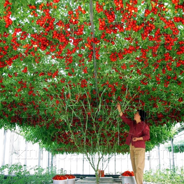 番茄樹種子西瓜樹茄子樹基地用種有機(jī)蔬菜種子多年生蔬菜種子