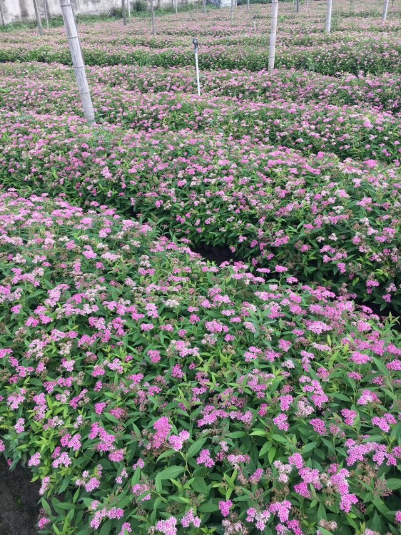 繡線菊 盆栽 地苗 火焰繡線菊 六月雪 品種 大量供應(yīng)