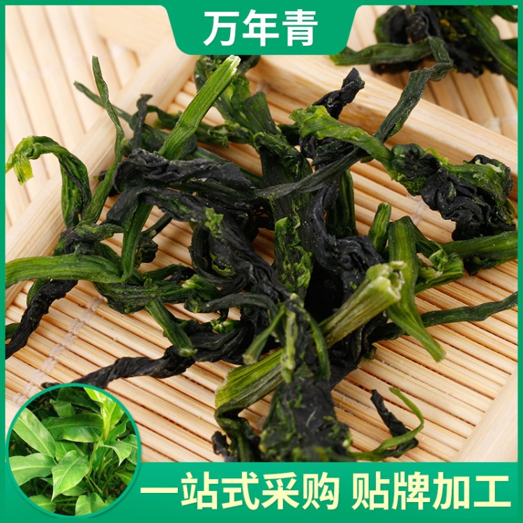 脫水蔬菜萬年青菜干橄欖嫩菜心干蔬菜干青梗方便面蔬菜包散裝批發