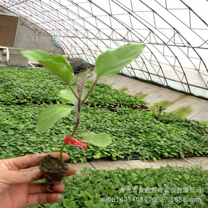 寿光蔬菜种子/蔬菜苗子/嫁接茄子苗/快圆茄 大龙 布利塔长茄