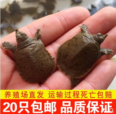 20只包郵外塘養(yǎng)殖中華鱉苗甲魚苗水魚苗團(tuán)魚苗小甲魚龍魚活體飼料