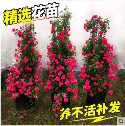 黃木香月季薔薇紅木香白木香庭院爬藤攀援植物盆栽好養(yǎng)耐凍