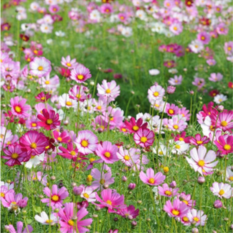 格桑花 波斯菊野花組合花草 花海種植百日草景觀公路綠化批發(fā)