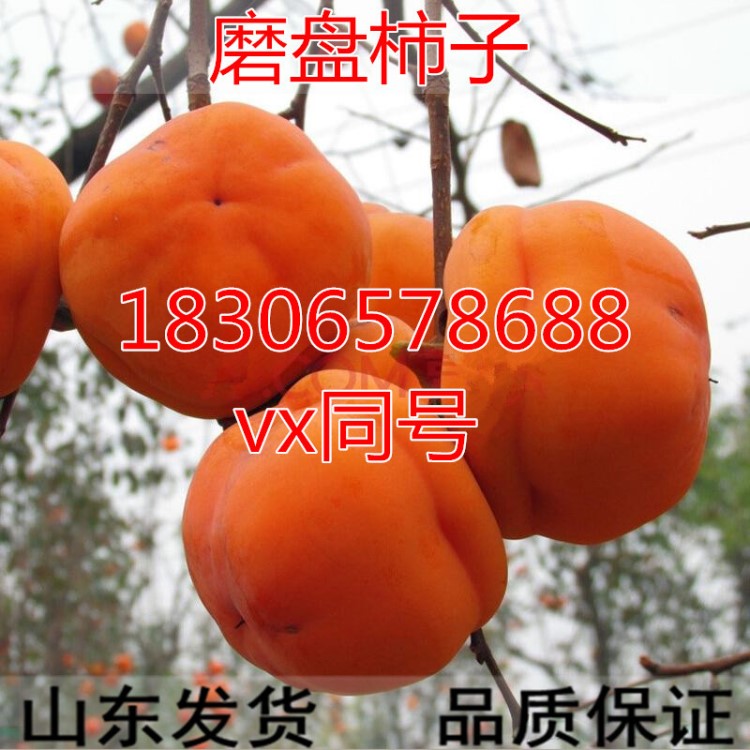 磨盤柿樹(shù)苗 嫁接甜柿子苗 大磨盤柿子樹(shù)苗當(dāng)年結(jié)果南方北方種植苗