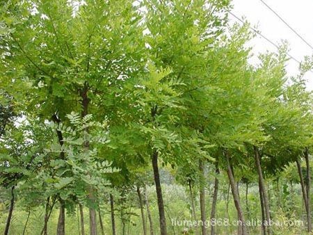 大量低價供應臭椿苗木 滄州椿樹綠化苗木