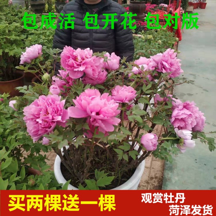 菏泽牡丹花苗观赏洛阳盆栽室内庭院花卉绿植重瓣芍药牡丹大