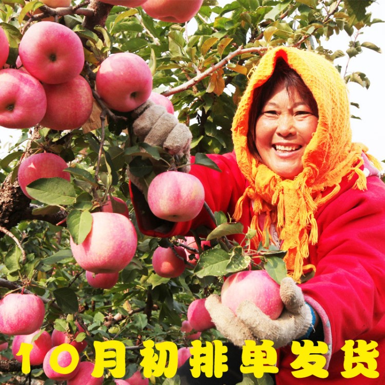 五斤包郵 煙臺棲霞原產(chǎn)地紅富士 80mm蘋果高品質(zhì)新鮮脆甜應(yīng)季水果