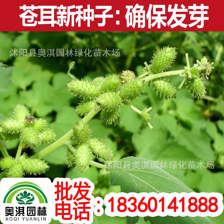 野生蒼耳子成熟 帶刺蒼耳1一斤包郵鼻塞流鼻涕中藥材蒼刺頭毛蒼子