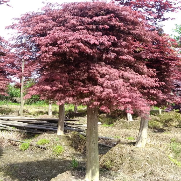 大量供應(yīng)羽毛楓 紅楓 雞爪槭 工程 庭院 別墅 各種規(guī)格 綠化苗木