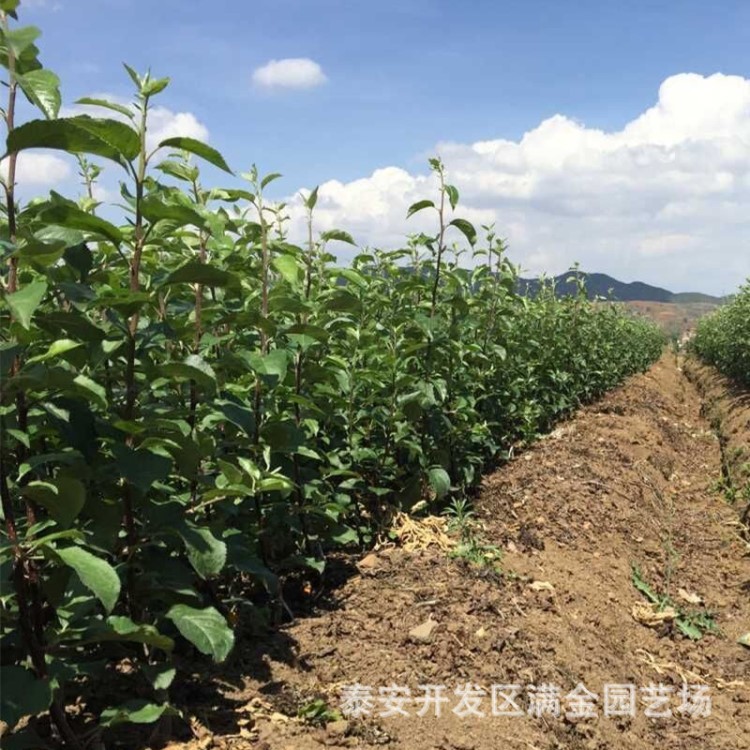 寒富蘋果苗現(xiàn)貨批發(fā)基地常年直銷嫁接紅肉魯麗蘋果苗價(jià)低