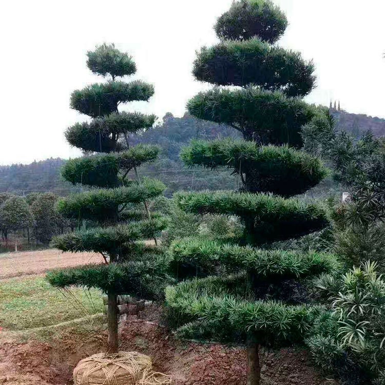 批發造型羅漢松 庭院觀賞風景樹 羅漢松樁景 樹形優美 價格實惠