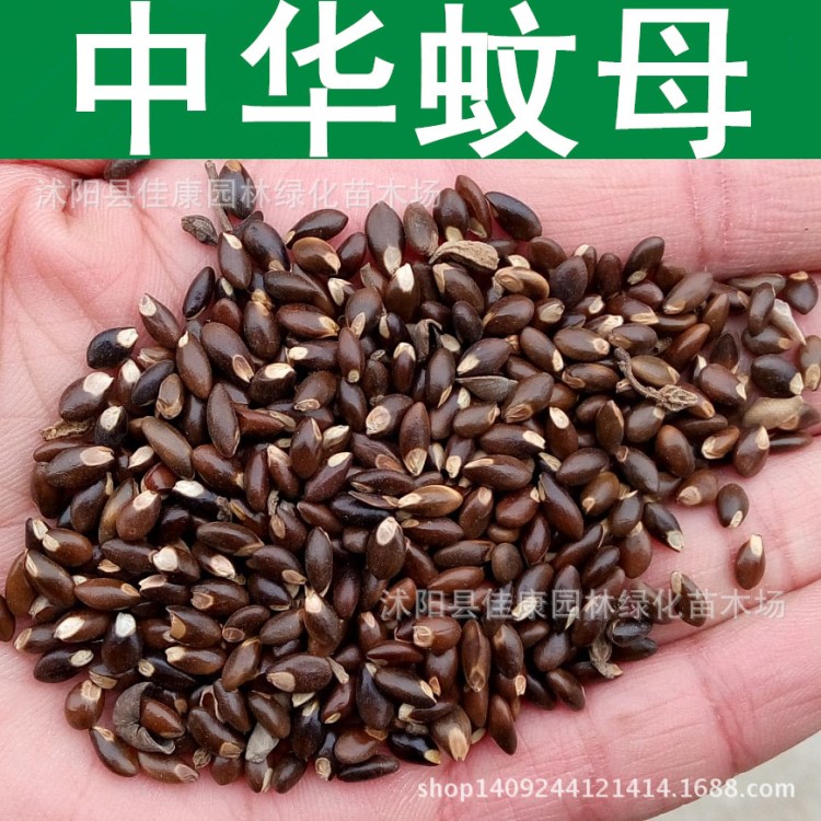 林木種子 中華蚊母樹種子 大葉蚊母小葉蚊母中華文母種子 1件=1斤