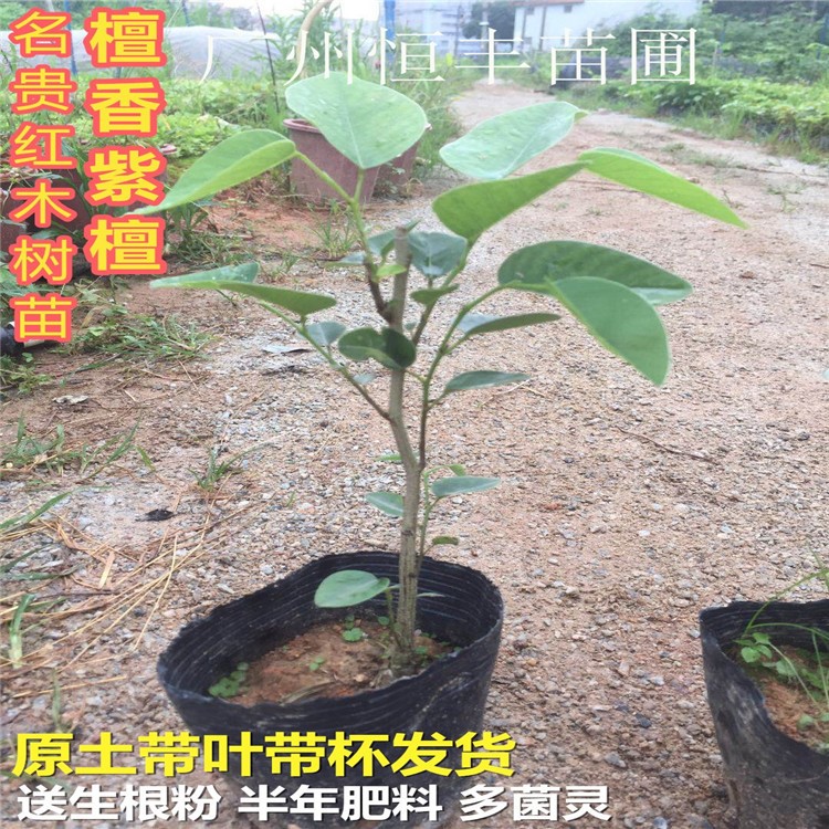 常綠紫檀檀香名貴紫檀檀香紫檀苗印度小葉紫檀檀香春季苗