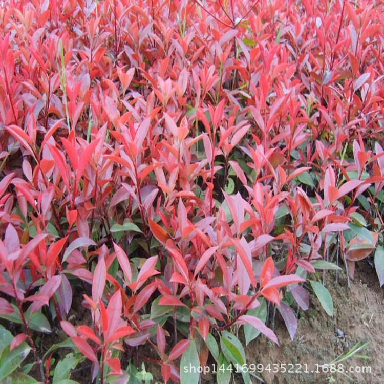 基地批發(fā)綠化苗木紅葉石楠苗紅葉石楠球獨(dú)桿紅葉石楠工程綠化苗