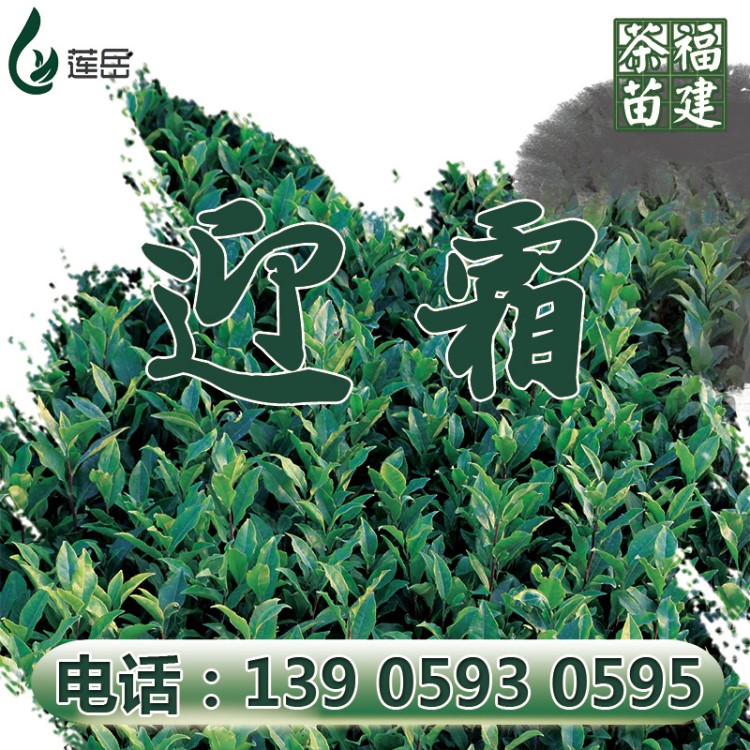 福建茶苗 迎霜茶苗良種茶樹苗基地源頭廠家貨源直銷品種冬插