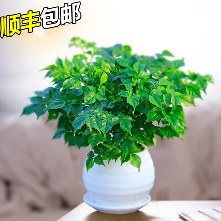 幸福樹盆栽花卉 室內(nèi)綠植客廳臥室辦公室幸福樹苗 桌面植物盆景