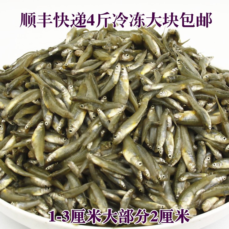 飼料魚苗泰虎魚虹魚天然金紅小龍魚食蚊魚中型魚魚麥穗魚冰冷凍4