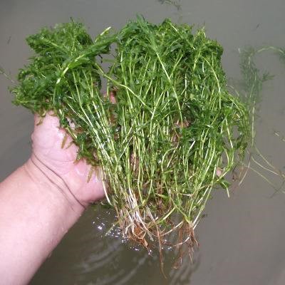 輪葉黑藻 伊樂藻 苦草 水生植物 河道綠化 燈籠微 大量供應(yīng)