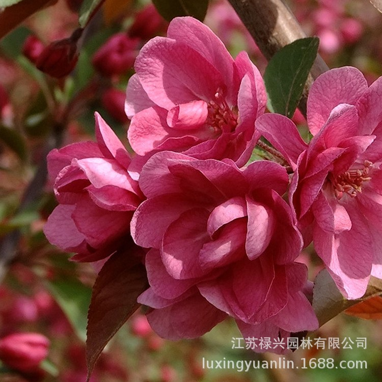 海棠樹苗 垂絲海棠 西府海棠盆栽 庭院開花植物 北美海棠樹苗